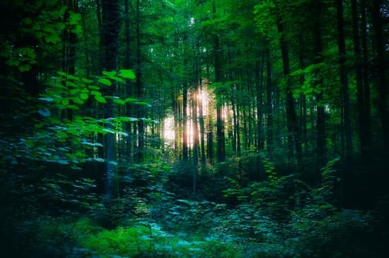 canva forest