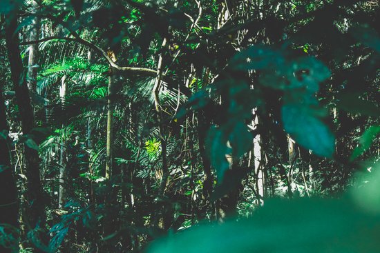 canva forest MADGvwkMvWc