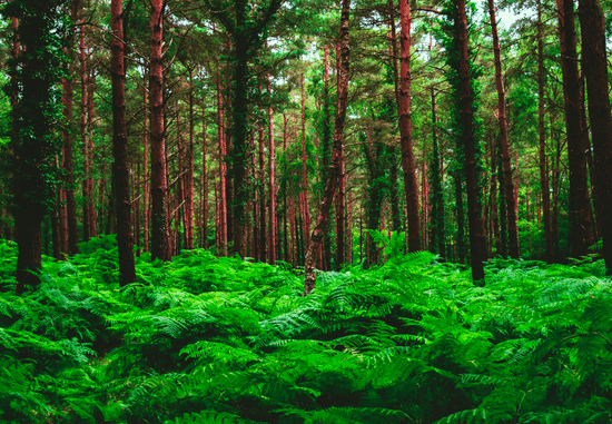 canva forest during day MADyREq7jg4