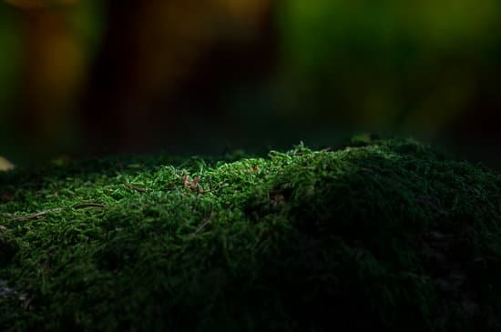 canva forest moss close up MADQ4nyL81I