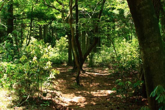 canva forest path forest path forest forest walking path MADmyTpJY4o