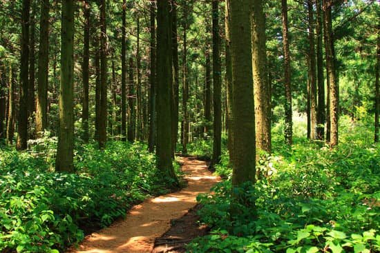 canva forest path forest path forest forest walking path MADmyUc5dYk