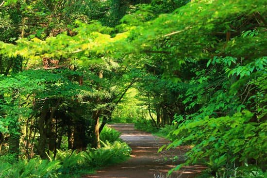 canva forest path forest path forest forest walking path MADmyeo6sJQ