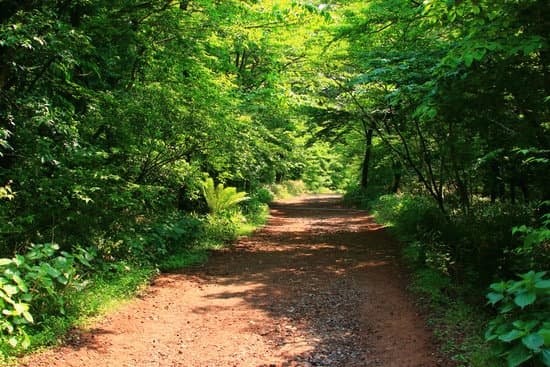 canva forest path forest path forest forest walking path MADmyfXkXHE