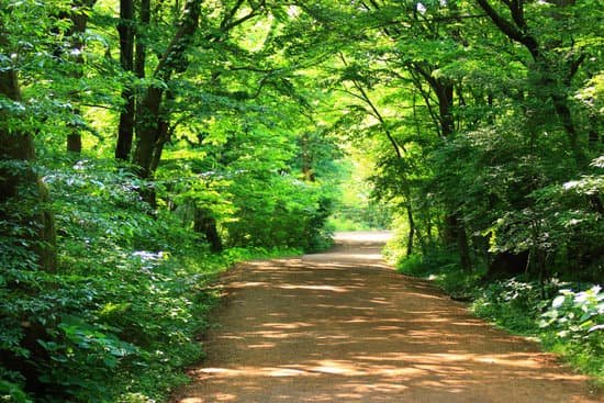 canva forest path forest path forest forest walking path MADmyf F8a0