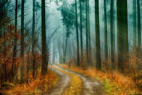 canva forest pathways photo MADyQz1B6pw