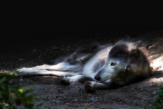 canva forest wolf resting MADQ5bwDyZA
