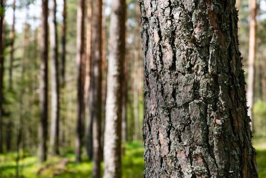 canva forest. pine forest. MAD BBDhzeE