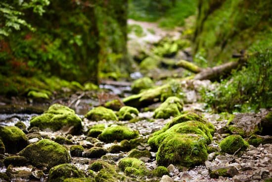 canva galbena river in apuseni mountains MAA8Gs36M A