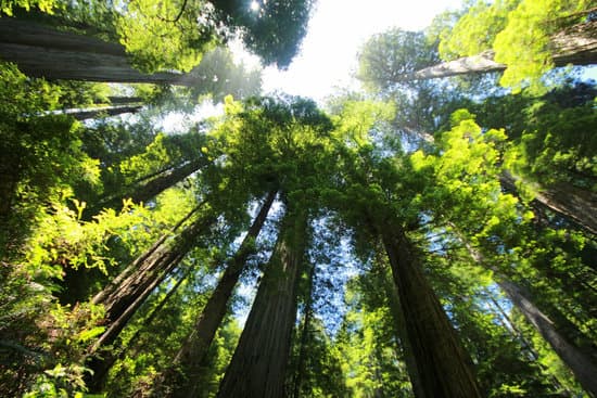 canva giant redwood forest MADQ5AwQ2Xk