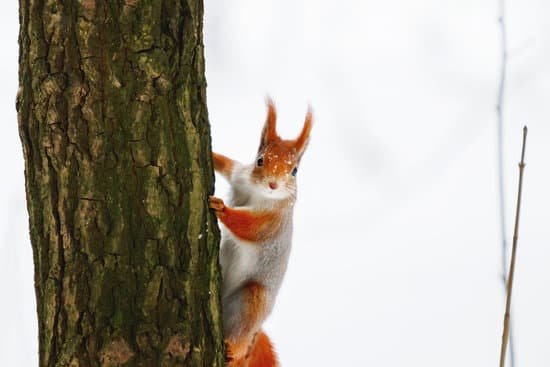 canva ginger squirrel MACJv7T2plQ