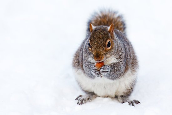 canva gray and white squirrel at snow covered ground MADGyXafH0A