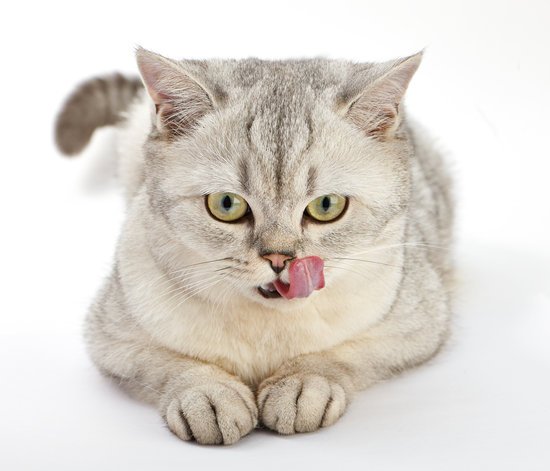 canva gray british shorthair. british shorthair cat.