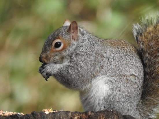 canva gray squirrel MAD4NSlXCzs