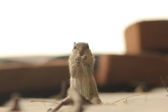 canva gray squirrel selective focus photography