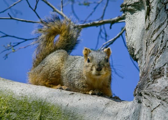 canva gray squirrel sitting on tree branch MAC69PmR6K4