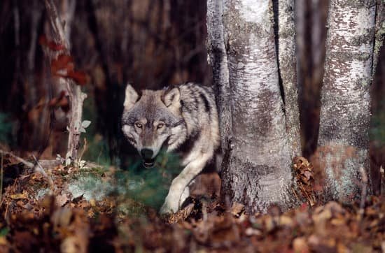 canva gray wolf in forest MADaqd14lBk