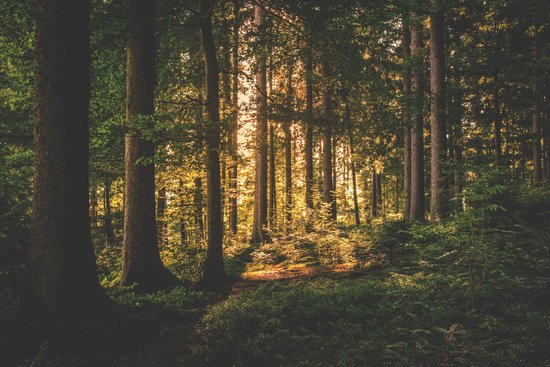 canva green leaf trees on forest