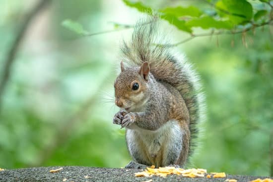 canva grey squirrel MADaFoXH80I