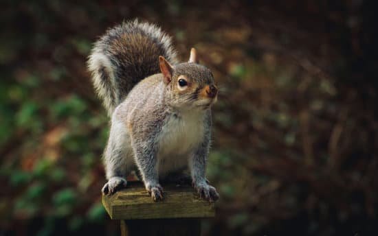 canva grey squirrel MADauDh5JqE