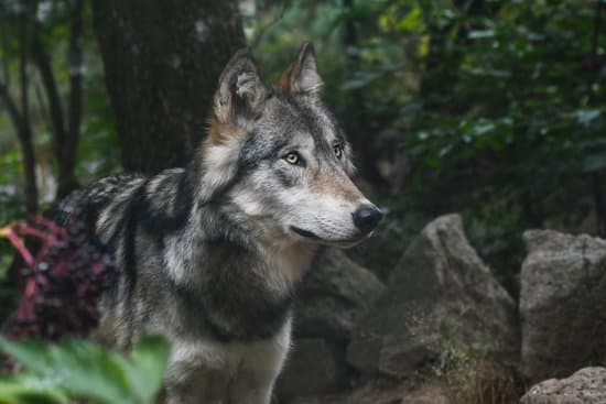 canva grey wolf in the forest MADQ5HR zac