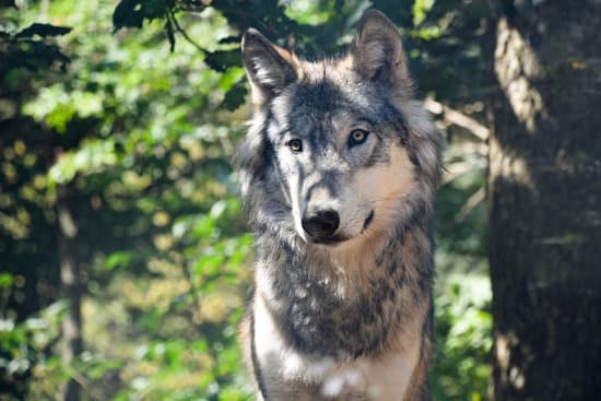 canva grey wolf in the forest MADQ5OHaADQ