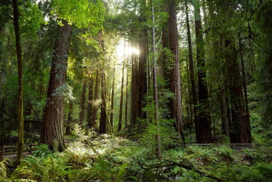 canva hiking trails through giant redwoods in muir forest near san francisco california MABzIo3tkWs