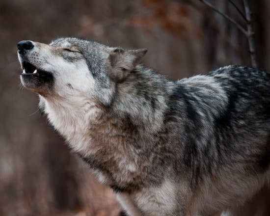 canva howling grey wolf MADarQLdv7E