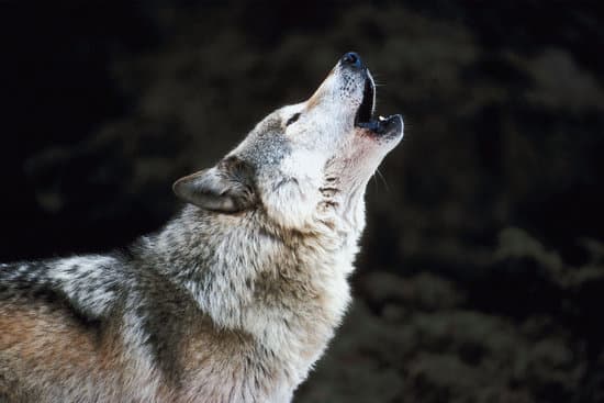 canva howling timber wolf MAC8RfHk D4