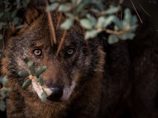 canva iberian wolf canis lupus signatus hidden in the bush MADauKPzeC4