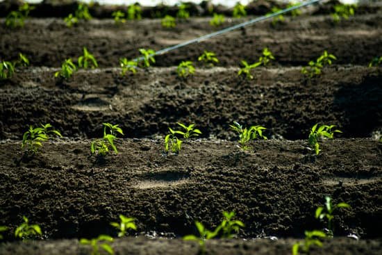 canva insecticides spraying MADAyu8ddqY