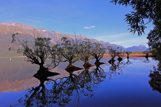 canva lake trees lake wakatipu MADJpiIf P8