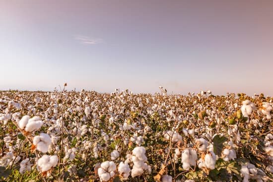 canva landscape of cotton field in turkey MADesXv1GAU