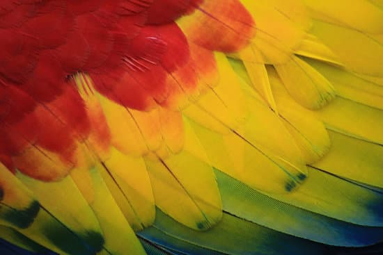 canva macaw parrot feathers detail MADQ5N tMhI
