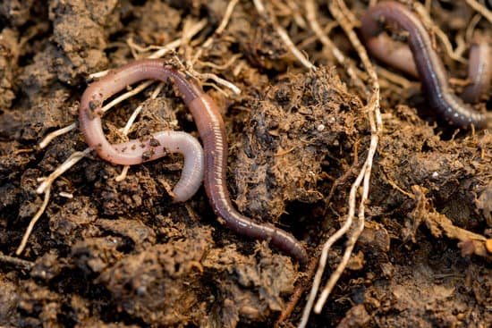 canva macro shot of earthworms roaming around dirt MADasrOekWI