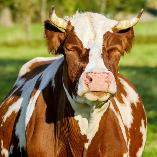 canva milk cow with eyes closed MADQ5IRXhkw