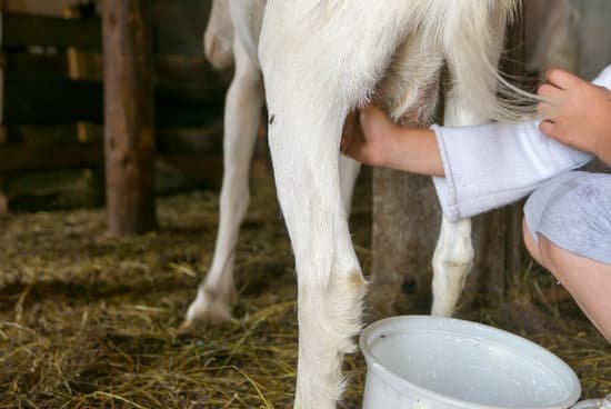 canva milking goat fresh milk MAC5nT00yUI