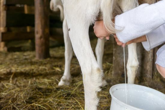 canva milking goat fresh milk MAC5nXFDOVM