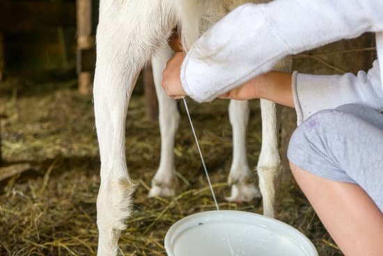 canva milking goat fresh milk MAC5nY5NBIw