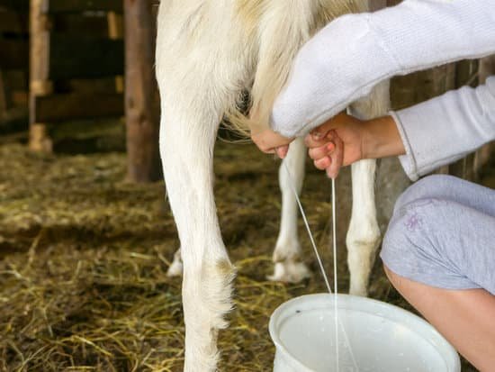 canva milking goat fresh milk MAC5ndYSMdc