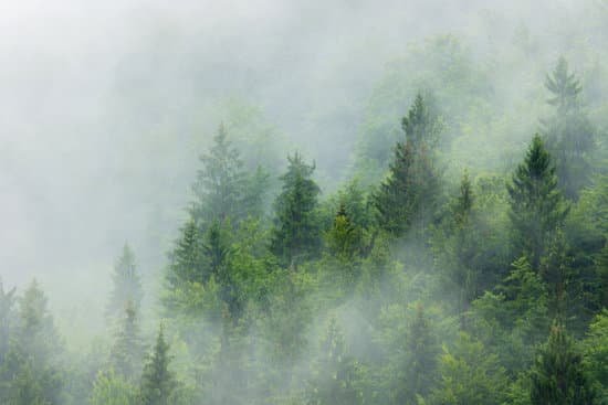 canva misty forest MADarYARJus