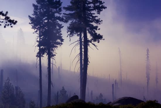 canva misty forest morning