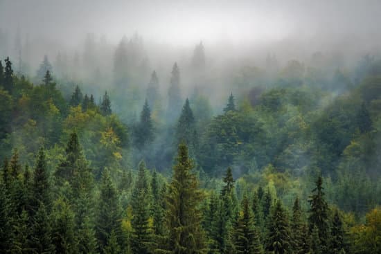 canva misty lush forest MADQ5hRlY A