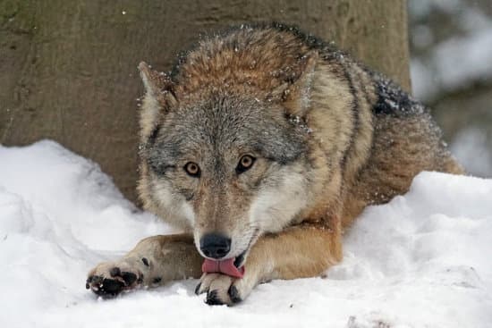 canva mongolian wolf lying on the snow MADQ45W4BnU