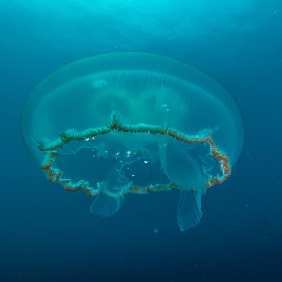 canva moon jellyfish MAEYqc114c8