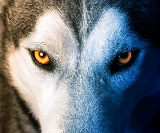 canva mystic charm of the wolf MADaF29YVp4