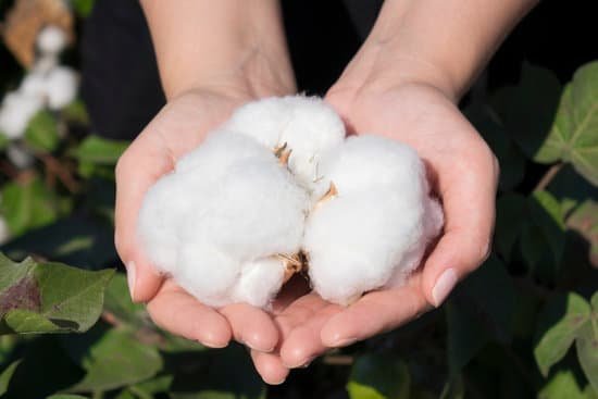 canva natural product raw cotton flowers on womans hands on green yard outdoor background MADapoDkgz4