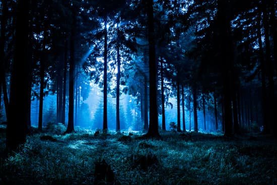 canva night forest MADaqdNjJ3A