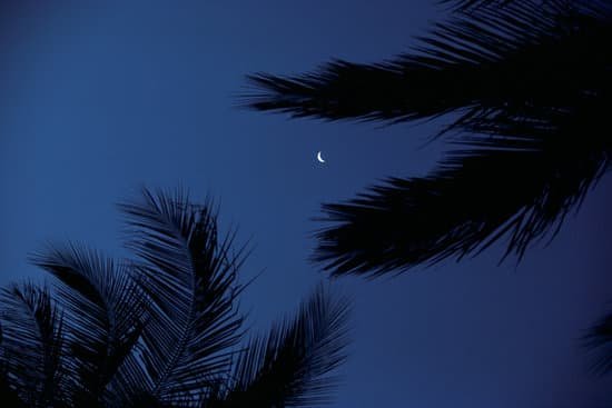 canva night sky with trees MAC78Yu1fIs