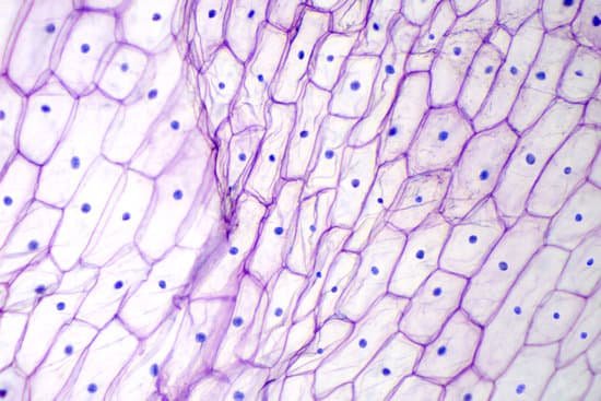 canva onion epidermis with large cells under microscope MADesZPB6bs